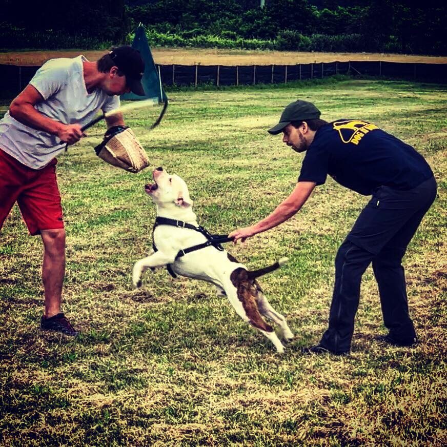 centro addestramento cani torino