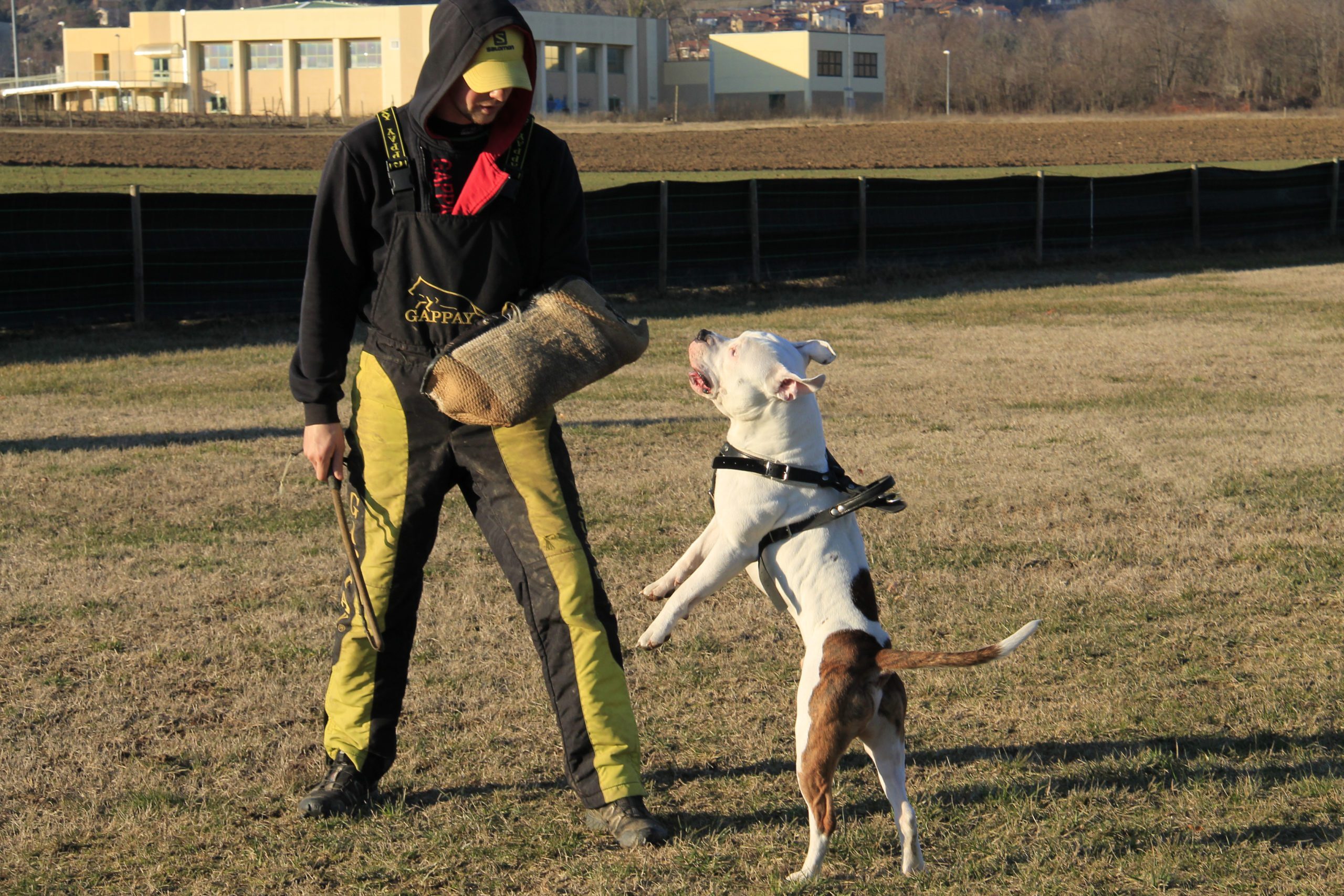 thunder dog torino