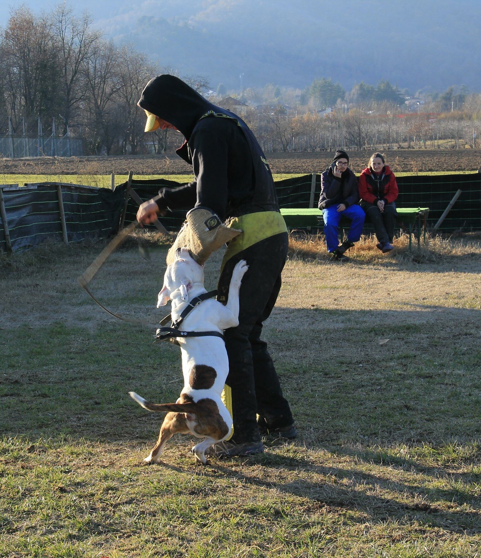 addestratori cani a Torino