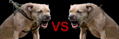 Pettorina vs Collare: Qual è lo Strumento Giusto per il Tuo Cane?