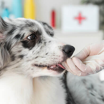 Cane e veterinario