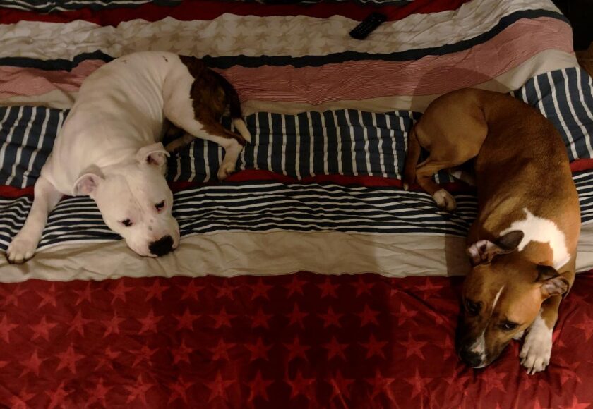 CANE Vs LETTO