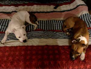 Cani sul Letto: Mito o Realtà? Come Gestire le Risorse con il Tuo Amico a Quattro Zampe