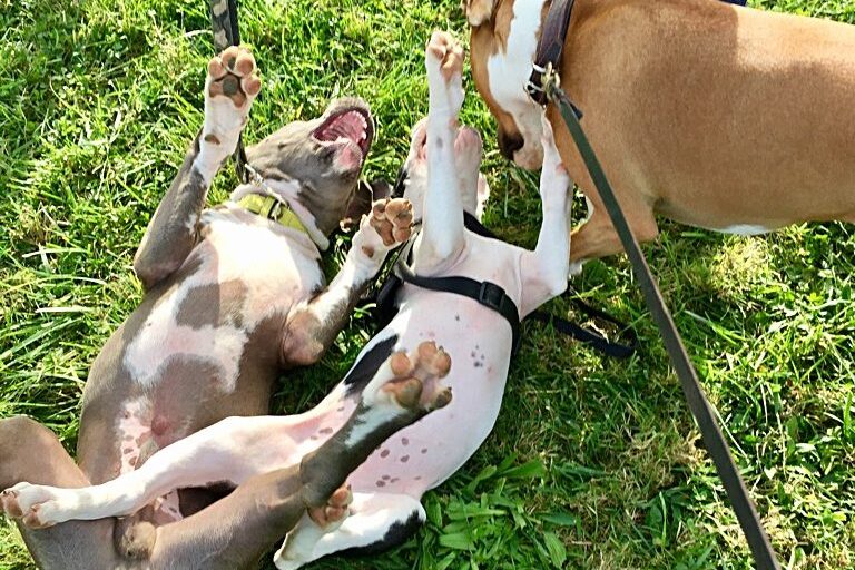 rieducazione comportamentale cane