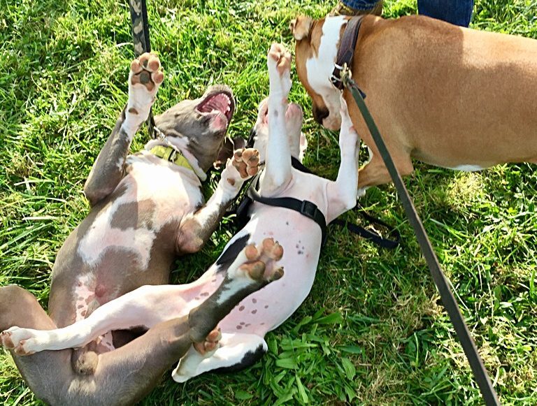 rieducazione comportamentale cane