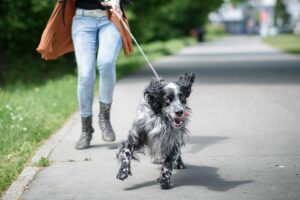 Come Migliorare la Passeggiata al Guinzaglio: Interazione e Complicità