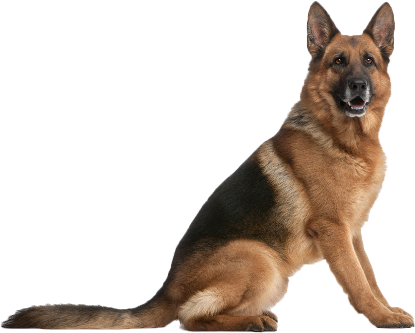 dog-png-image
