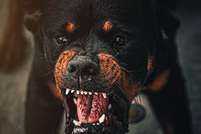 rott