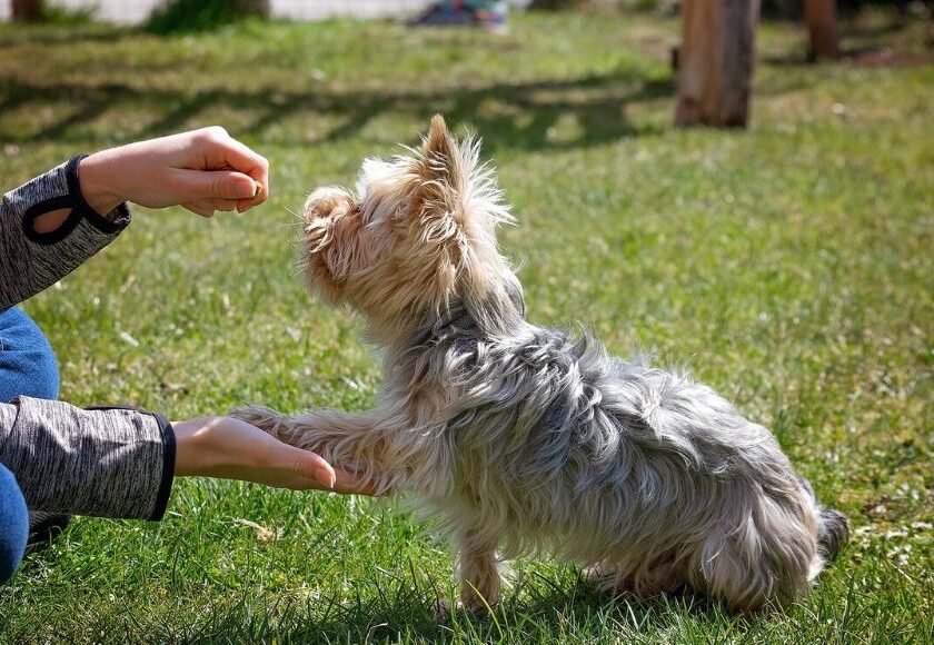 cane premio
