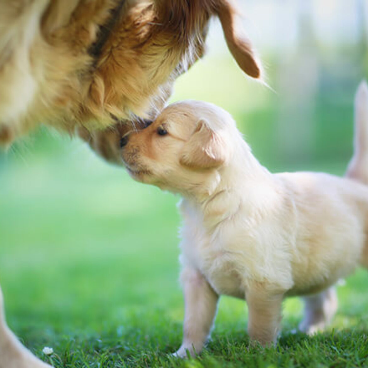 cucciolo-di-cane-e-la-sua-mamma