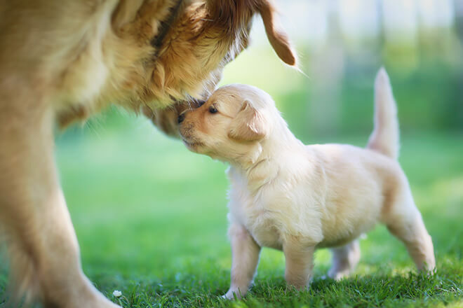 cucciolo-di-cane-e-la-sua-mamma