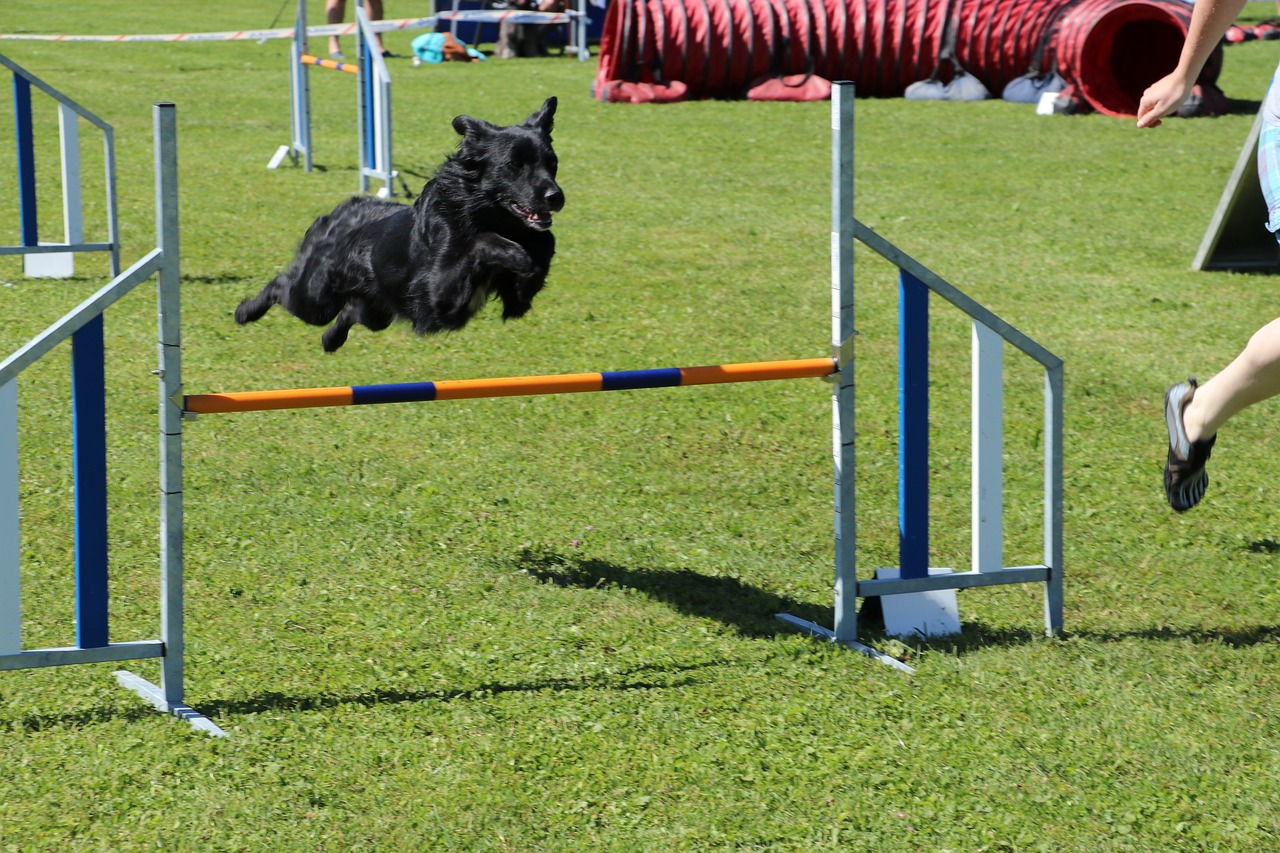 Corsi di Agility Dog per cani a Torino - Thunder Dog